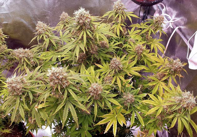 предхарвест кустов Wedding Cake Auto Сбор урожая с куста Wedding Cake Auto