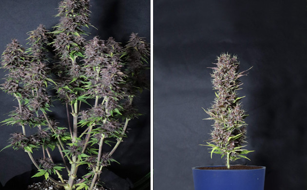 Техники выращивания конопли