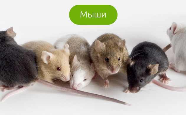 Грызуны мыши Белые, серые, черные мыши