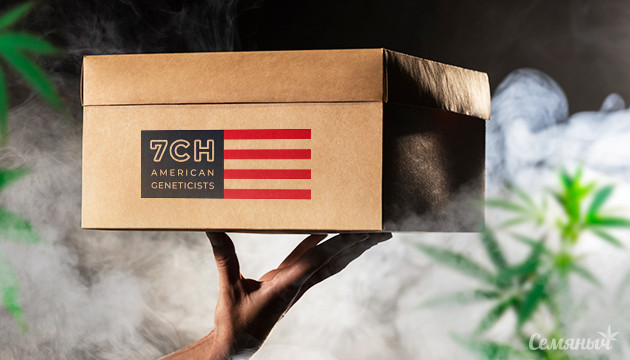 7CH American: вырасти легенду Новые сорта от 7CH American