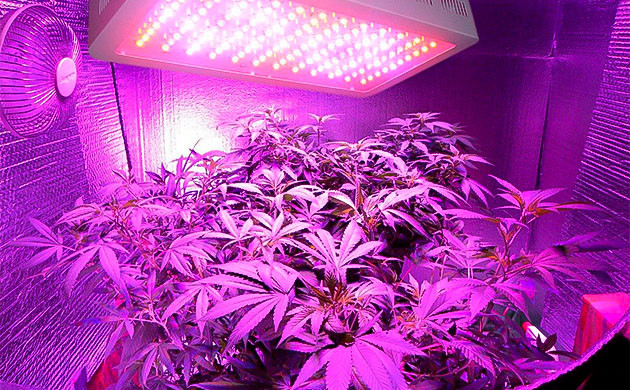 Светодиодное освещение конопли Выращивание конопли под светодиодными лампами