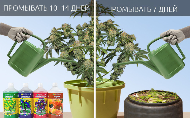 Время промывки кустов в зависимости от вида удобрений Промывка кустов от минеральных и органических удобрений