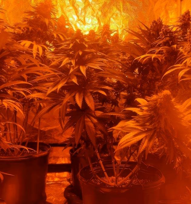 Появление фиолетового оттенка у конопли