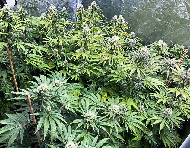 Гроурепорт Liberty Haze на 12 неделе выращивания Гроурепорт Liberty Haze на 12 неделе