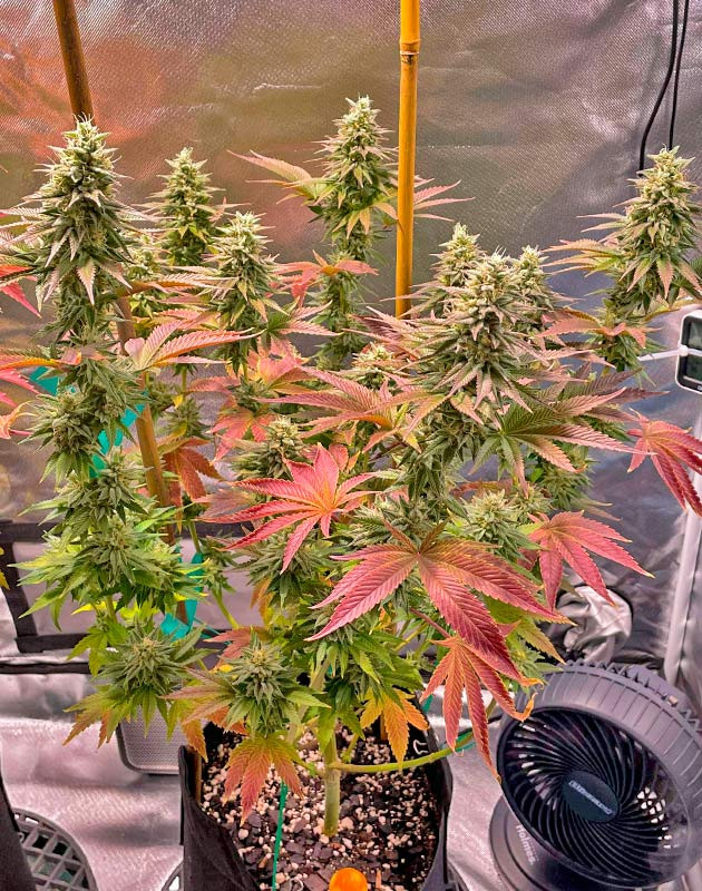 Подвязка ветвей конопли Куст White Wedding RBX от Ethos Genetics на 13 неделе выращивания