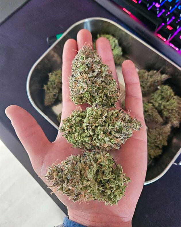 Сбор урожая и впечатления от культивации сорта Харвест Lemon Cherry Gelato Auto R3