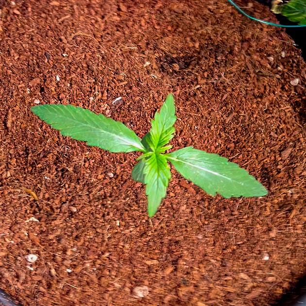 Проращивание семени и первый полив Проращивание сорта Grandmommy Purple Auto