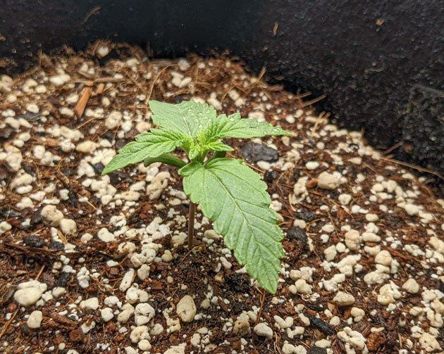 Успешный старт для Bruce Banner Auto Сравнение роста растений Bruce Banner Auto