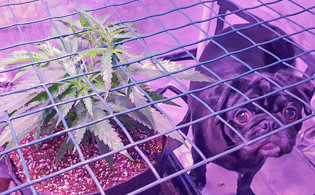 Куст Think Different Auto и мопс