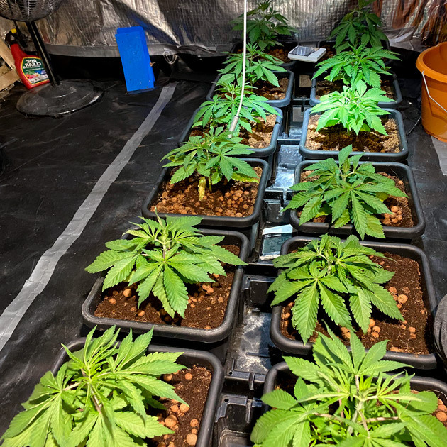 Пересадка в 8 литровые горшки