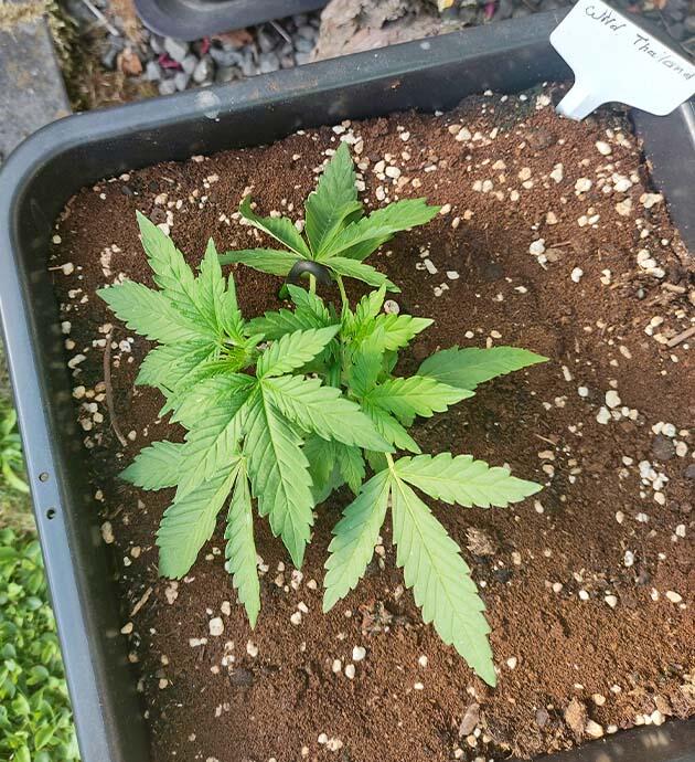LST конопли Конопля на 3 неделе роста