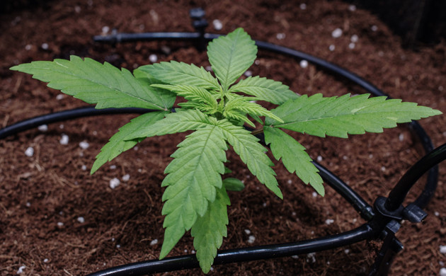 Сорт конопли Delicious Candy Early Version fem на 3 неделе роста