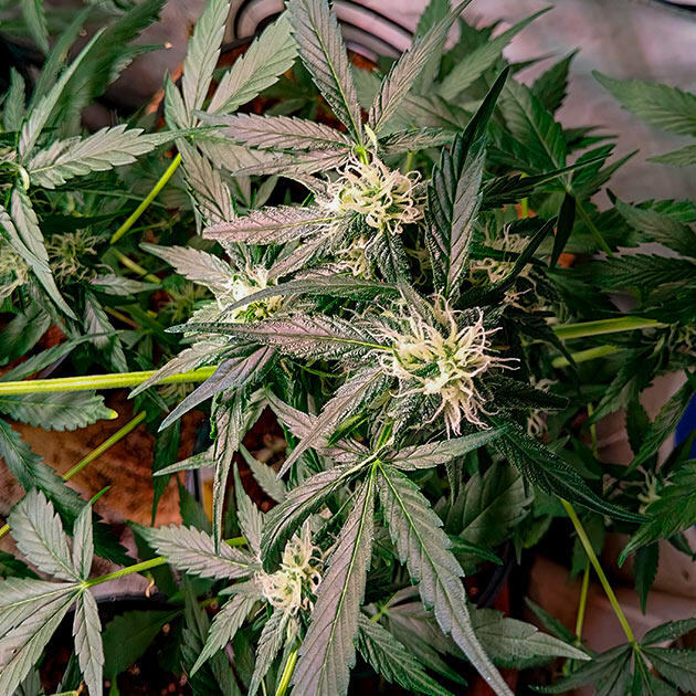 Начало цветения марихуаны Куст Grandmommy Purple Auto на 4 неделе развития