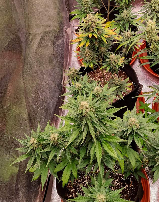 Кусты Purple Punch OG XL Auto от Sweet Seeds ростом 70 см