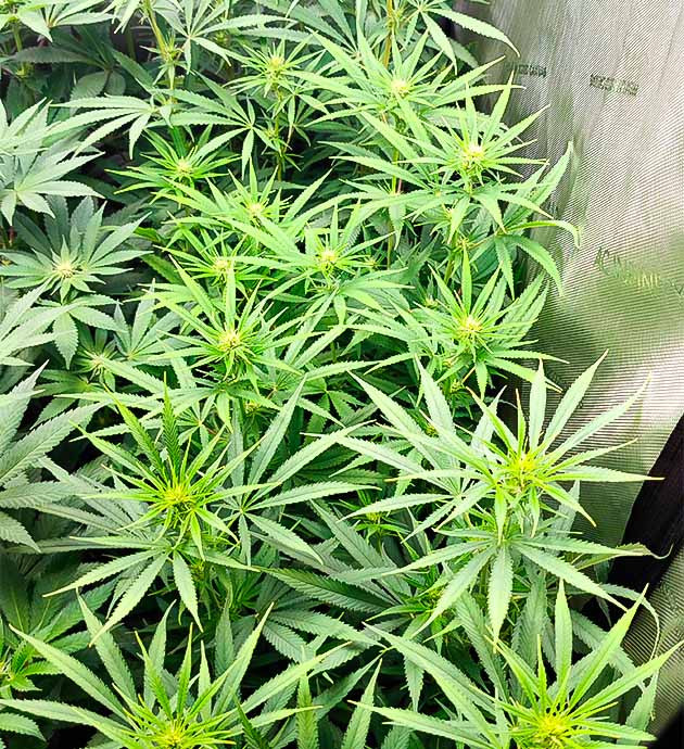 Куст Godzilla Original Glue GG#4 на стадии цветения