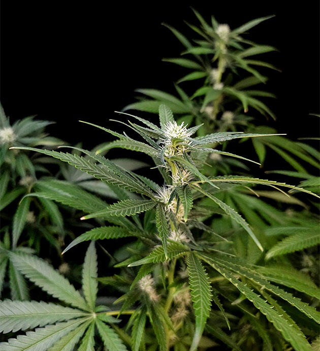 Формирование соцветий и полив конопли Куст Tropicana Cookies FF на фазе цветения