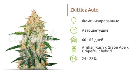Zkittlez Auto от Cali Buds Seeds
