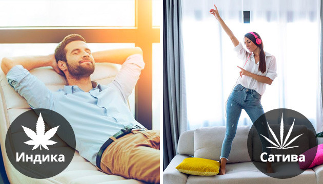 Стоун и хай эффект конопли Индика и сатива