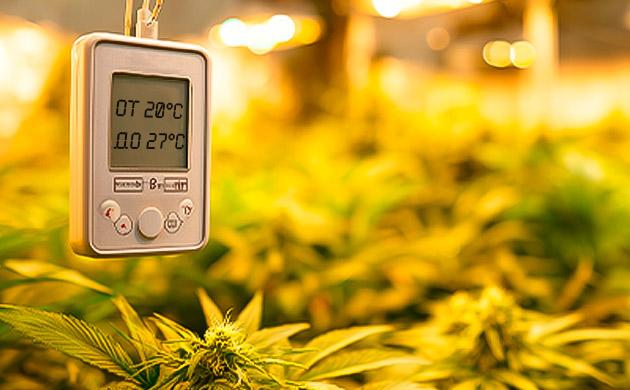 Температурный режим при выращивании феминизированных растений Комфортная температура
