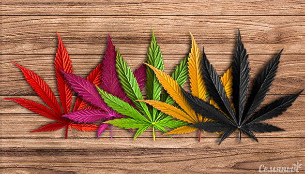Конопля разных цветов Разноцветные листья конопли
