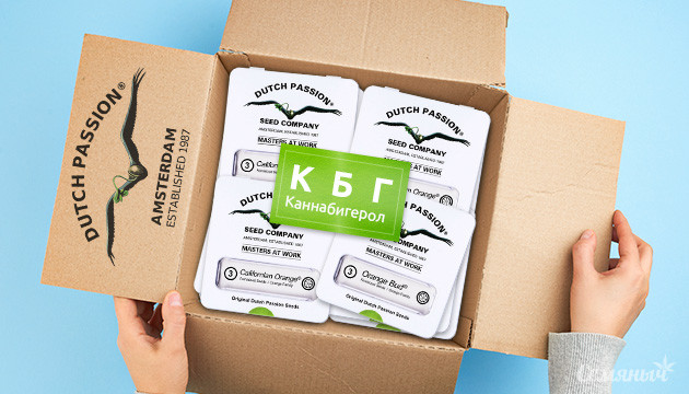 КБГ сорта от Dutch Passion
