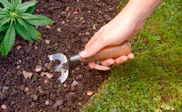 Манипуляции с почвой Разрыхление почвы