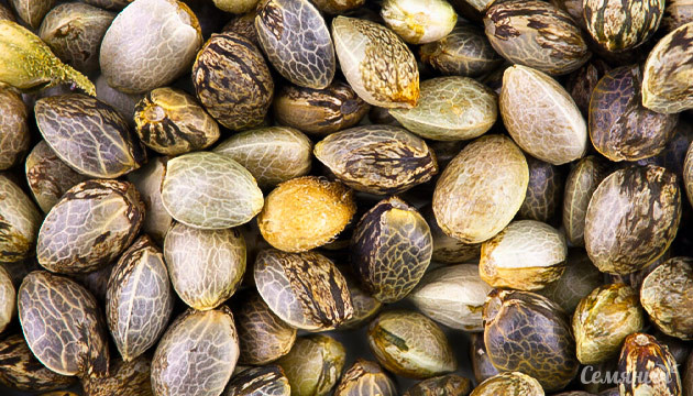 Как определить качество семян конопли?