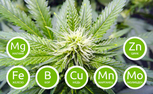 Микроэлементы участвующие в процессе цветения Перечень второстепенных питательных веществ для цветения