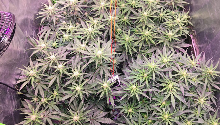 Jack 47 Auto ростом 40 см