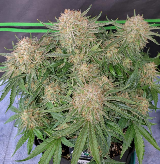 Цветение куста Ztrawberriez Auto