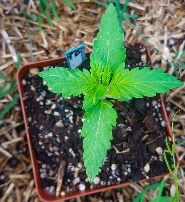 Появление третьей пары листьев