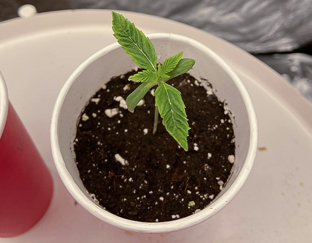 Борьба с экстремальными температурами Vanilla Frosting