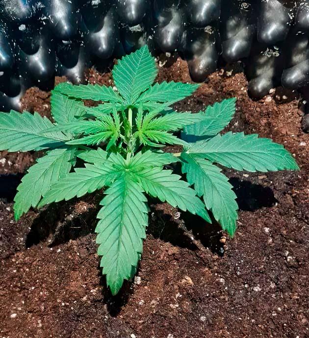 Gorilla Berry Auto после пересадки в большой двадцатилитровый горшок