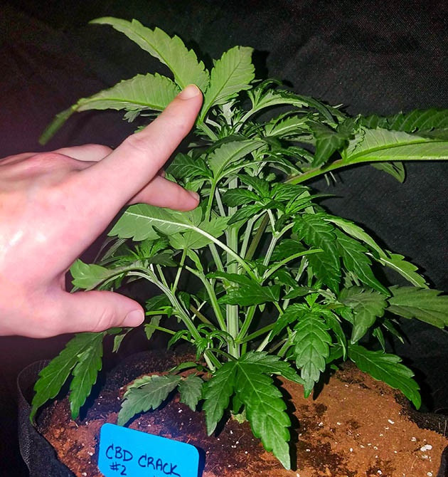 Куст высотой 33 см