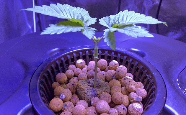 Топпинг марихуаны