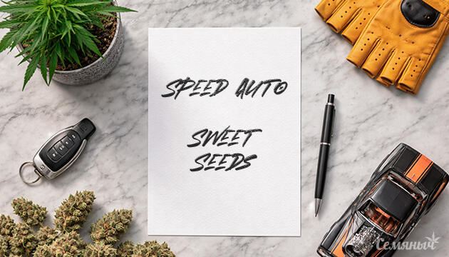 Гроурепорт сорта +Speed Auto от Sweet Seeds