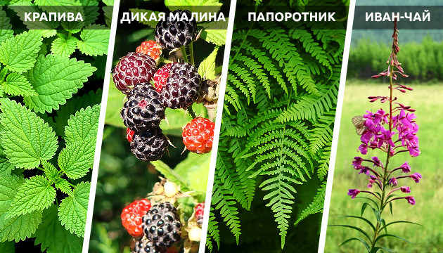 Растения как индикаторы для места посадки конопли