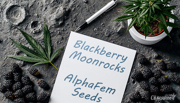 Гроурепорт сорта Blackberry Moonrocks от сидбанка AlphaFem Seeds