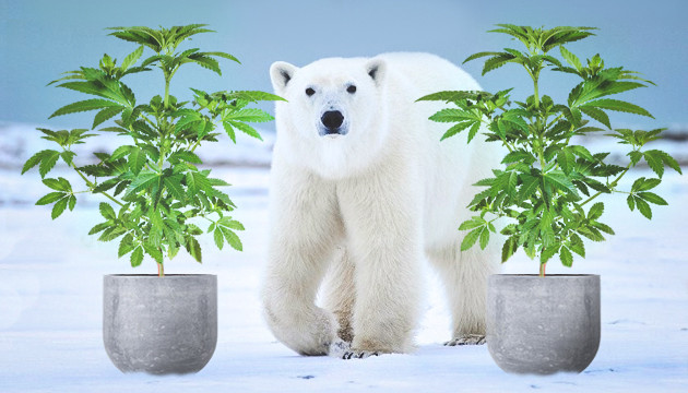 Сорта марихуаны для холодного климата Конопля на морозе