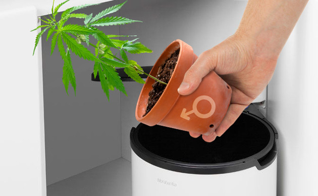 Изолирование мужской конопли Выбрасывание в мусор конопли с мужскими признаками