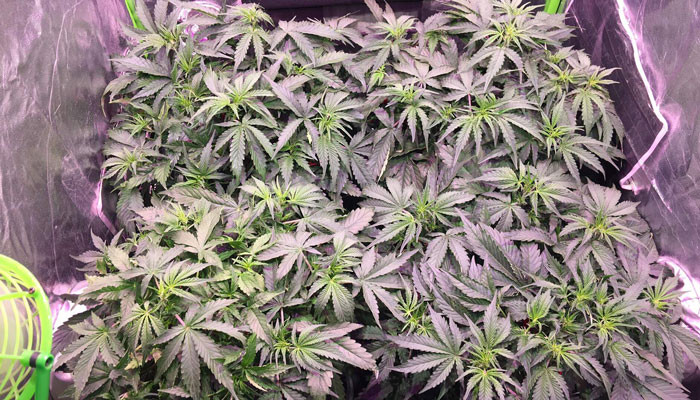 Jack 47 Auto в гроутенте