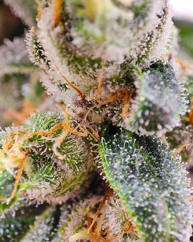 подготовка к харвесту Dozy Doz Подготовка к харвесту конопли Dozy Doz