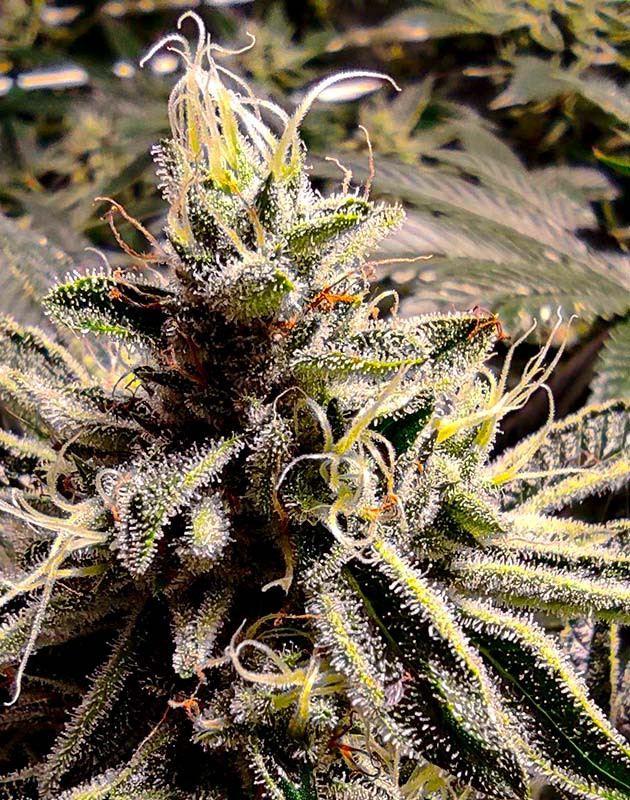 Неделя 13: трихомы Развитие трихом на 13 ой неделе