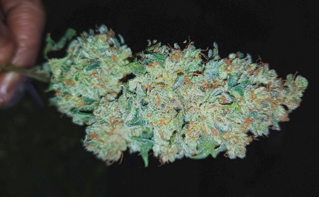 Готовая шишка