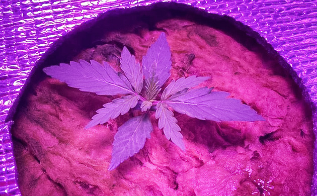 Вторая неделя роста Росток каннабиса 5 см