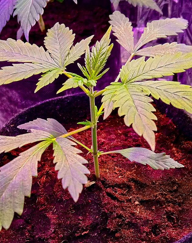 3 неделя Original Auto OG Kush от FastBuds