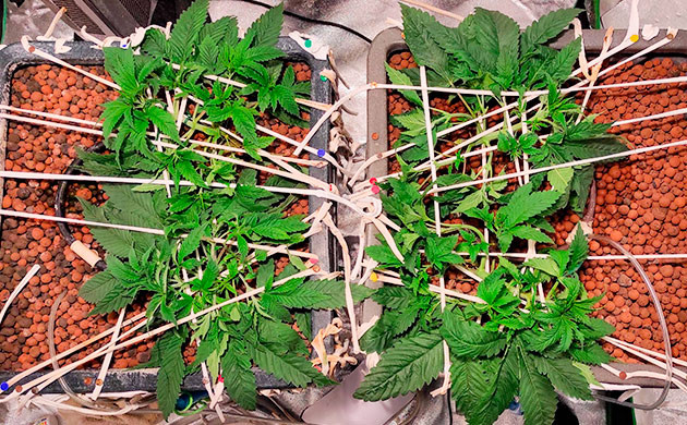 Неделя 5: первая дефолиация первая дефолиация куста Bubba Island Kush