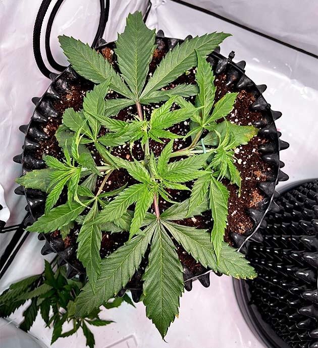 Конопля с подвязкой ветвей и коррекцией структуры роста