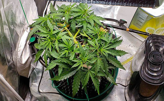 Формирование горизонтальной кроны