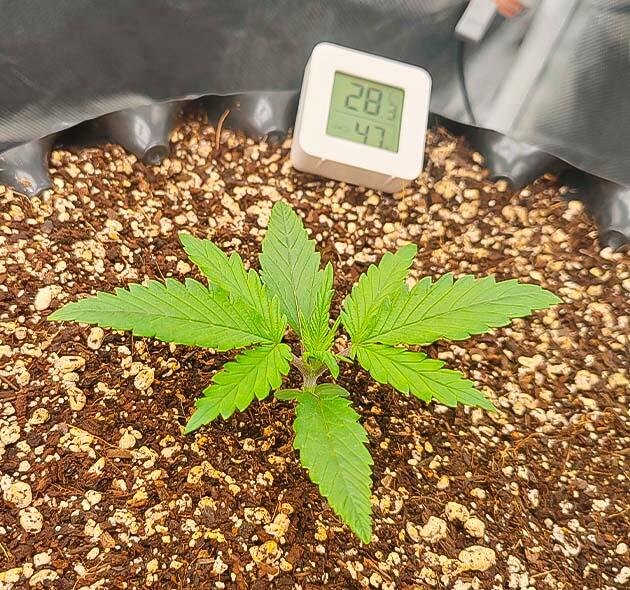 Росток Gorilla Cookies Auto от FastBuds на 2 неделе